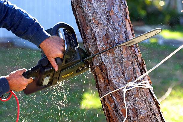 Greenland, AR Tree Removal Services Company